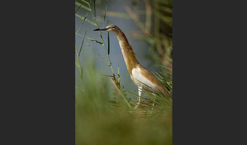 Rallenreiher (Ardeola ralloides)