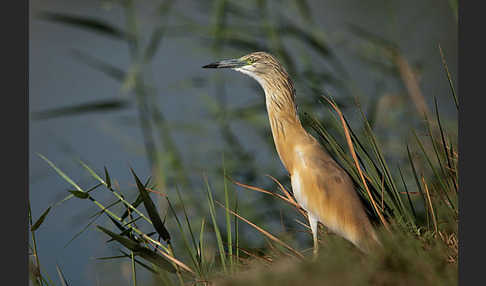 Rallenreiher (Ardeola ralloides)