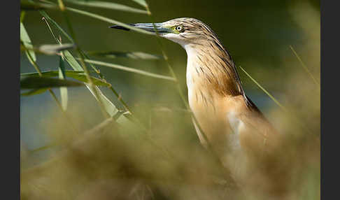 Rallenreiher (Ardeola ralloides)