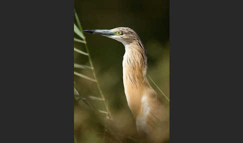 Rallenreiher (Ardeola ralloides)