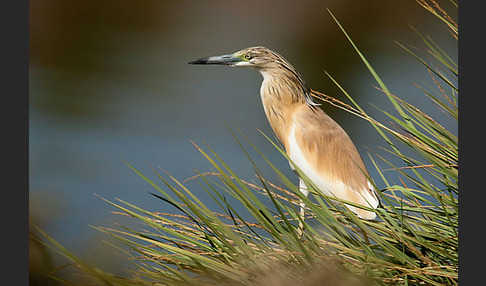 Rallenreiher (Ardeola ralloides)