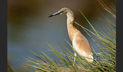 Rallenreiher (Ardeola ralloides)