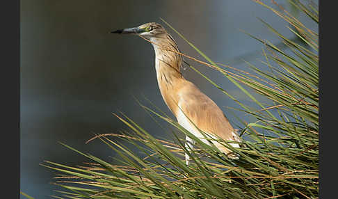 Rallenreiher (Ardeola ralloides)