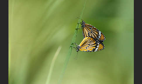 Monarchfalter (Danaus plexippus)