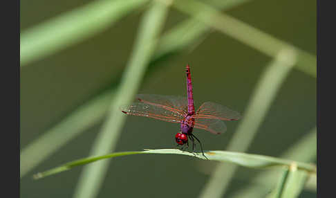 Rotviolette Segellibelle (Trithemis annulata)