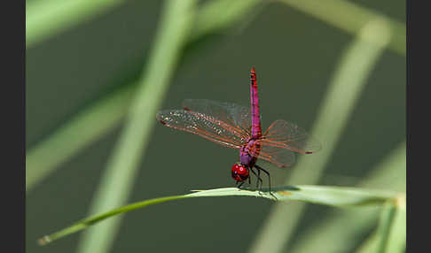 Rotviolette Segellibelle (Trithemis annulata)