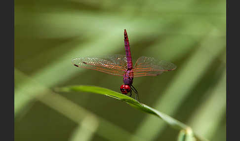 Rotviolette Segellibelle (Trithemis annulata)