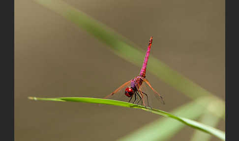 Rotviolette Segellibelle (Trithemis annulata)