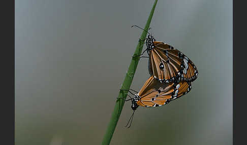 Monarchfalter (Danaus plexippus)