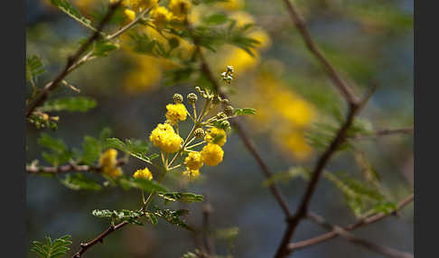 Sahara-Akazie (Acacia raddiana)