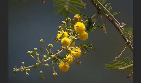 Sahara-Akazie (Acacia raddiana)