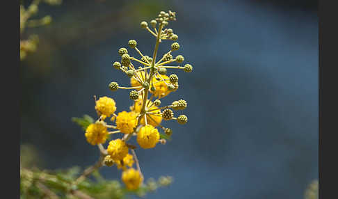 Sahara-Akazie (Acacia raddiana)