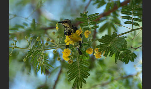 Erznektarvogel (Anthreptes metallicus)