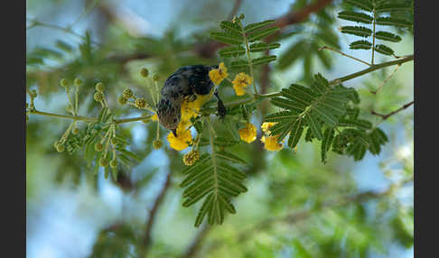 Erznektarvogel (Anthreptes metallicus)