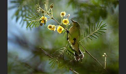 Erznektarvogel (Anthreptes metallicus)
