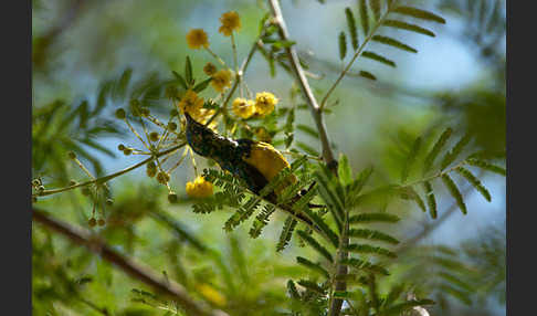 Erznektarvogel (Anthreptes metallicus)