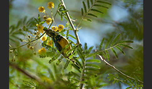 Erznektarvogel (Anthreptes metallicus)