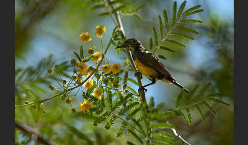 Erznektarvogel (Anthreptes metallicus)