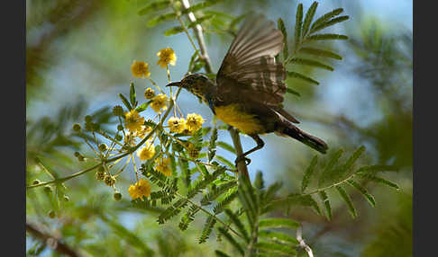 Erznektarvogel (Anthreptes metallicus)