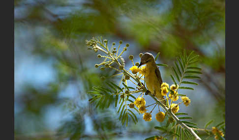 Erznektarvogel (Anthreptes metallicus)