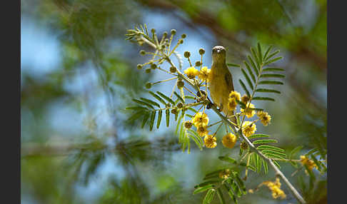 Erznektarvogel (Anthreptes metallicus)