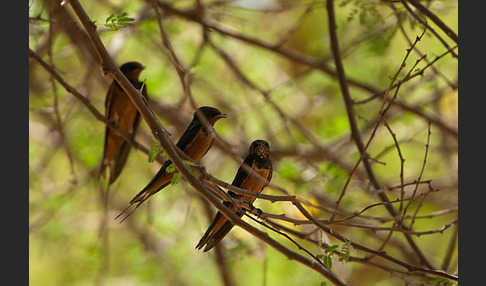 Rauchschwalbe sspec. (Hirundo rustica savignii)