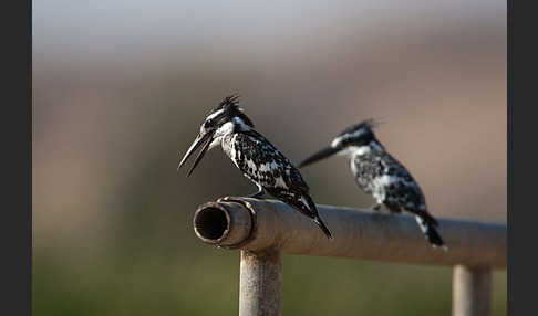 Graufischer (Ceryle rudis)