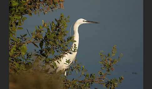 Seidenreiher (Egretta garzetta)