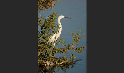 Seidenreiher (Egretta garzetta)