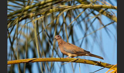 Palmtaube (Streptopelia senegalensis)