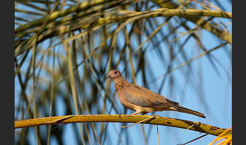 Palmtaube (Streptopelia senegalensis)