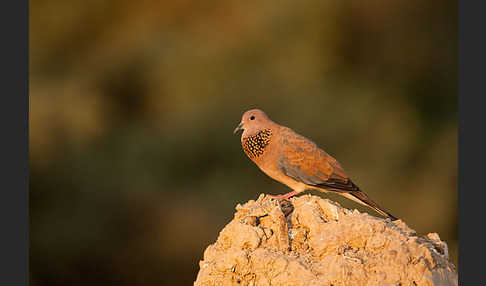 Palmtaube (Streptopelia senegalensis)