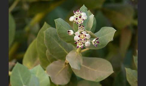 Fettblattbaum (Calotropis procera)