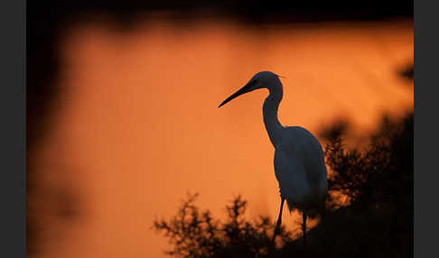 Seidenreiher (Egretta garzetta)