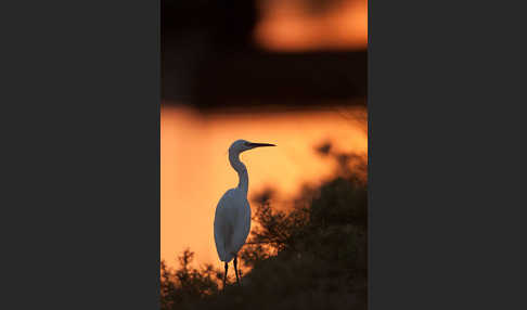 Seidenreiher (Egretta garzetta)