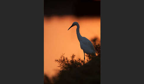 Seidenreiher (Egretta garzetta)