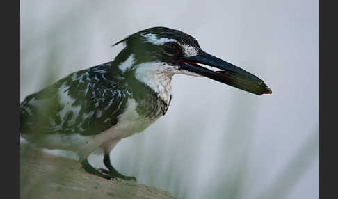 Graufischer (Ceryle rudis)