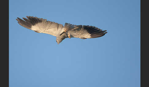 Gleitaar (Elanus caeruleus)