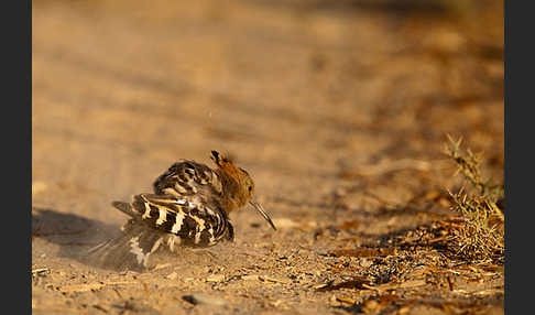 Wiedehopf (Upupa epops)