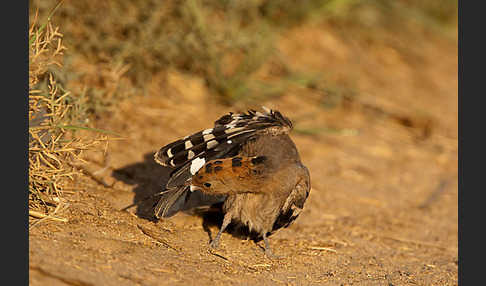 Wiedehopf (Upupa epops)