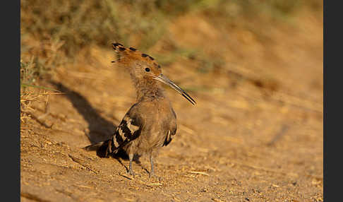 Wiedehopf (Upupa epops)