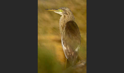 Rallenreiher (Ardeola ralloides)