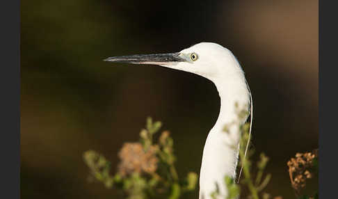 Seidenreiher (Egretta garzetta)