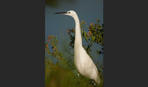 Seidenreiher (Egretta garzetta)