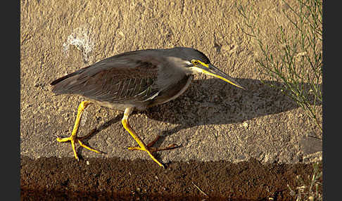 Mangrovenreiher (Butorides striatus)