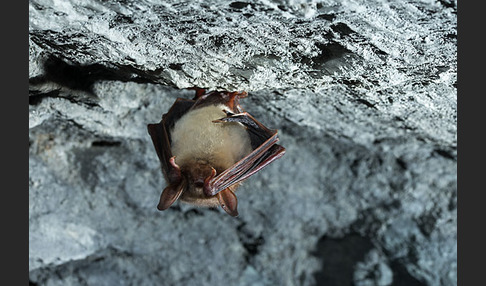 Mausohr (Myotis myotis)