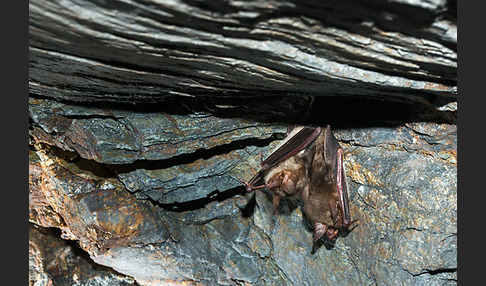 Mausohr (Myotis myotis)