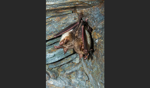 Mausohr (Myotis myotis)