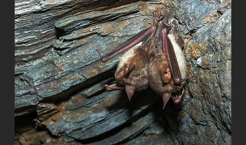 Mausohr (Myotis myotis)