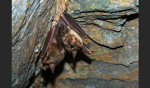 Mausohr (Myotis myotis)